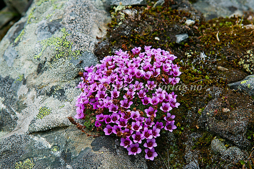 Et fyldig eksemplar av Rødsildre (Saxifraga oppositifolia) på ei lita rabb oppe i østeggen på Søre Trollsteinhøe, snaut 2000 moh.