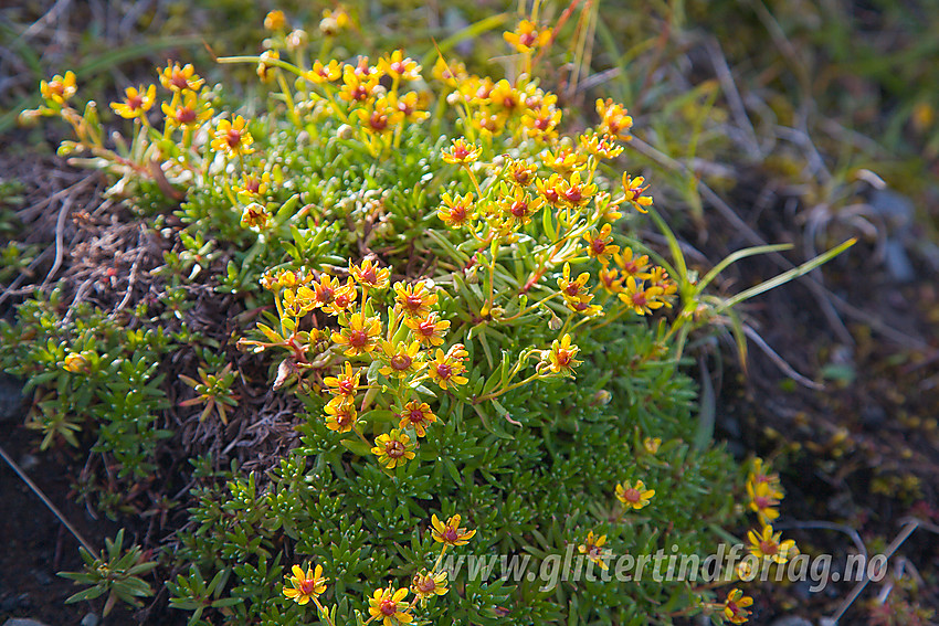 Gulsildre Saxifraga aizoides i lia ovenfor Lemonsjøen på vei mot Trollhøe.