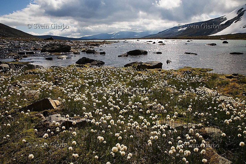 Cottongrass in Trollsteinkvelven valley towards Nautgardstindene. Jotunheimen National Park. Norway.