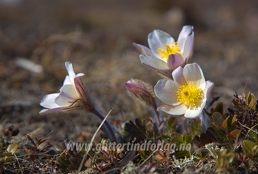 Mogop Pulsatilla vernalis på Hulderstigen i Sjodalen.