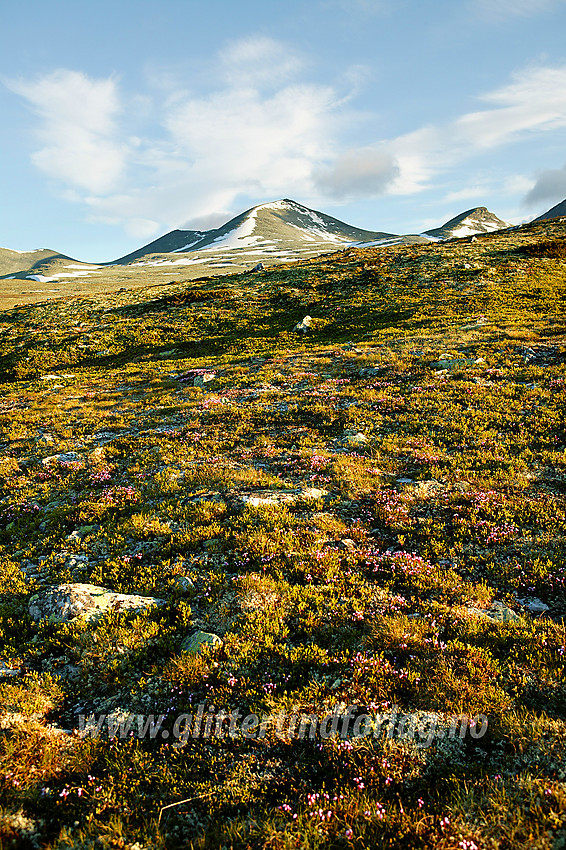 På flyene sør for Smiubelgin med drøssevis av blålyng (Phyllodoce caerulea) i blomstring. I bakgrunnen ses Ljosåbelgen og Hoggbeitet.