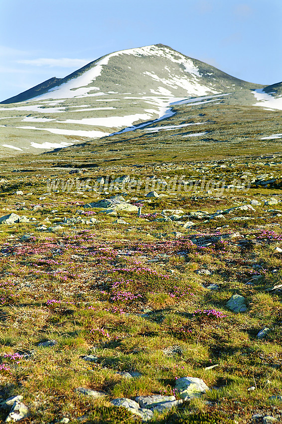 Tallrike blålyng (Phyllodoce caerulea rett sør for Smiubelgin en flott sommerdag.