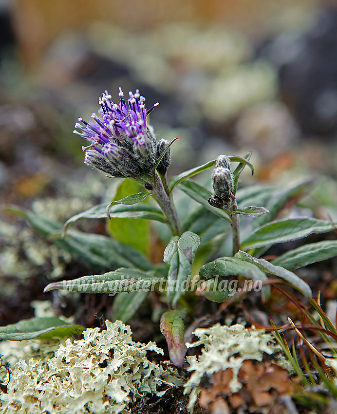 Fjelltistel (Saussurea alpina) ved foten av Austnubben.