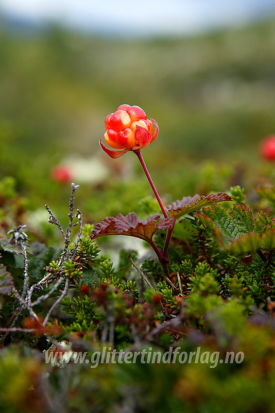 Multe (Rubus chamaemorus) i et lite myr øst for Stodsbubekken.  