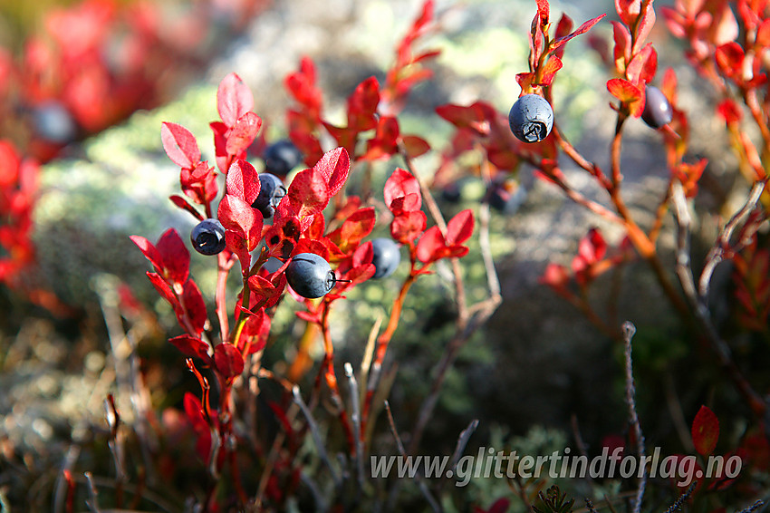 Blåbær (Vaccinium myrtillus) på fjellet sør for Bygdin.