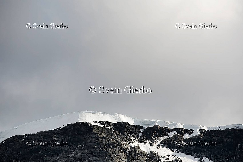 The north wall of Glittertind, Norways second highest mountain, as seen from Trollsteineggje. Jotunheimen National Park. Norway.