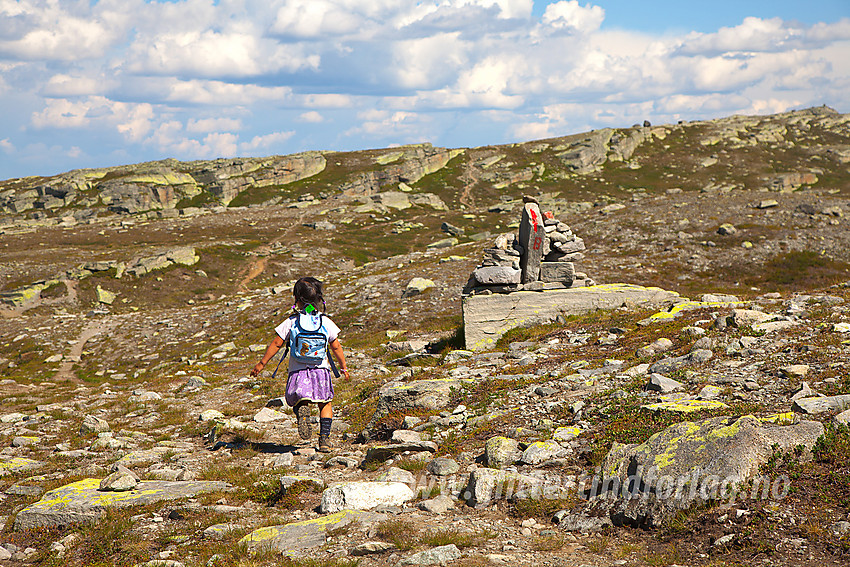 Liten tass på full fart langsetter stien fra Båtskardstølane mot Gravolskampen. Bak til høyre i bildet skimtes høyde 1263 moh på kartet.