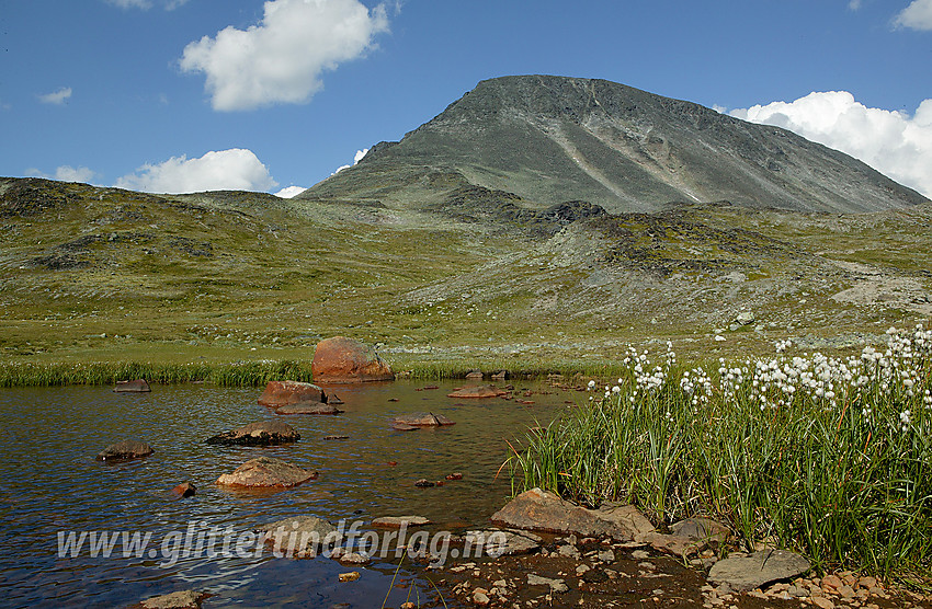 Ved Bjørnbøltjønne på ruta mellom Memurubu og Gjendesheim over Besseggen med Besshøe (2258 moh) i bakgrunnen. Til høyre en liten flokk med myrull.