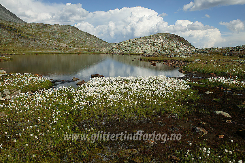 En "åker" med myrull eriophorum scheuchzeri i vestenden av Bjørnbøltjønne langs ruta fra Memurubu til Gjendesheim over Besseggen.