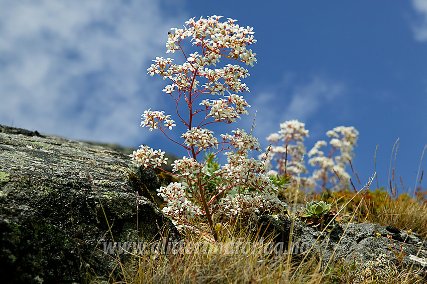 Bergfrue eller fjelldronning som den også kalles saxifraga cotyledon ved stien ned Bukkelægret i Jotunheimen.