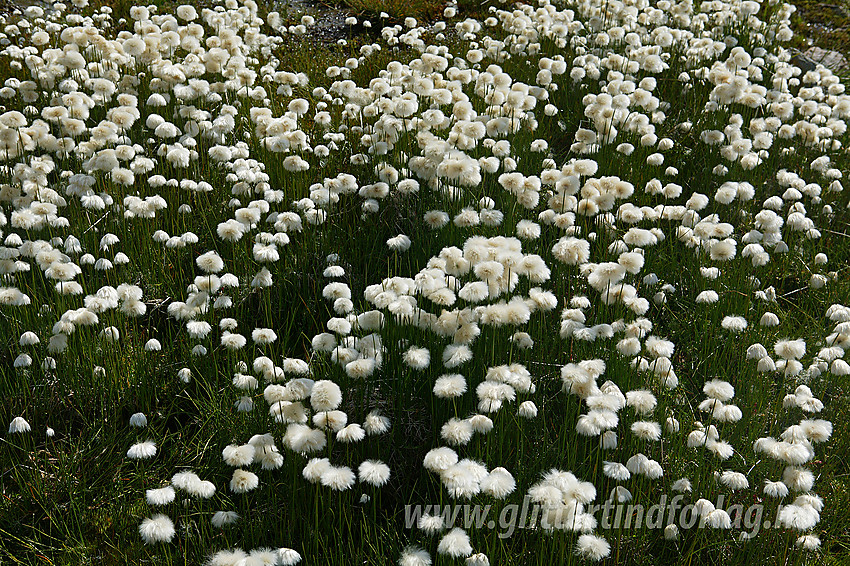 Eng med snøull Eriophorum scheuchzeri nedenfor Bøverbrean nær Krossbu. 