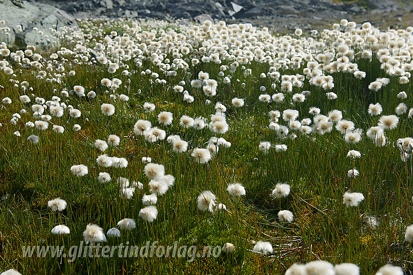 Eng med snøull Eriophorum scheuchzeri nedenfor Bøverbrean nær Krossbu. 