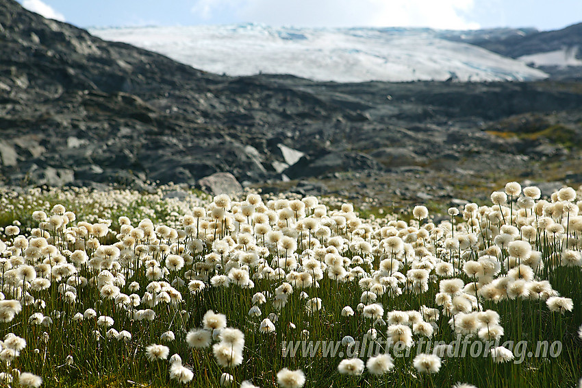 Eng med snøull Eriophorum scheuchzeri nedenfor Bøverbrean nær Krossbu. I bakgrunnen ses brefronten.