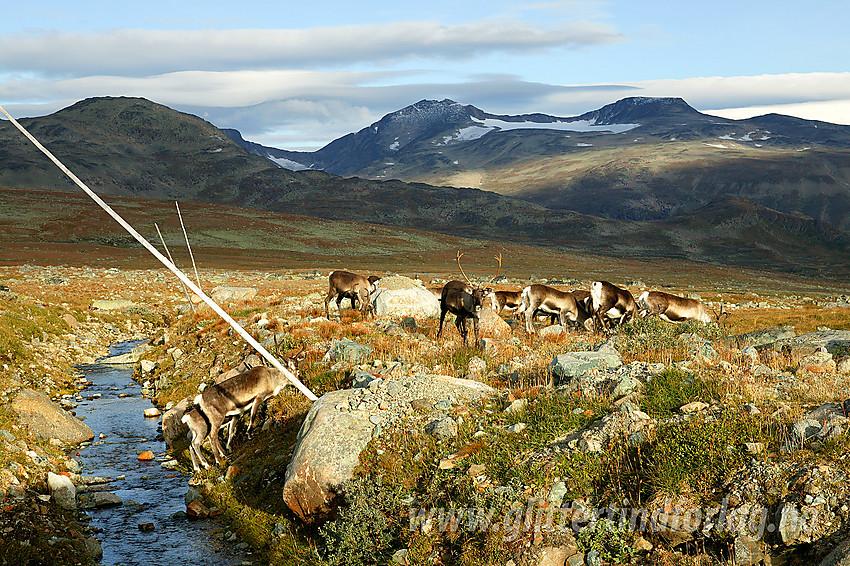 Like på nordsiden av Valdresflye med en flokk tamrein fotografert fra bilvinduet. I bakgrunnen bl.a. Tjønnholstinden (2329 moh) og Høgdebrotet (2226 moh).