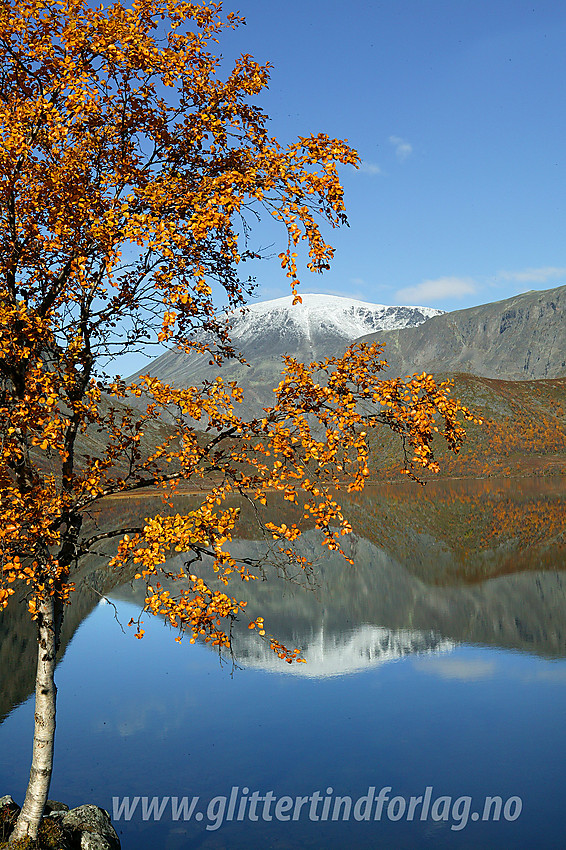 Ei fargerik fjellbjørk foran Nedre Leirungen hvor Besshøe (2258 moh) speiler sin hvite kuppel.