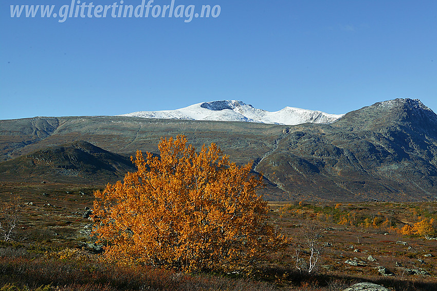 En stolt fjellbjørk like ved Vargebakkan med Høgdebrotet og Kvassryggen i bakgrunnen.