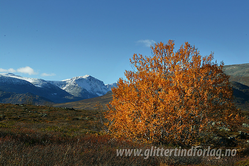 En flott høstgul fjellbjørk like ved Vargebakkan med Munken (2105 moh) i bakgrunnen.