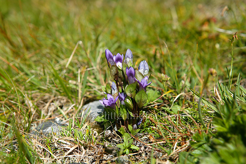 Bakkesøte Gentianella campestris i liene opp mot Nørdre Kalvehølotinden.