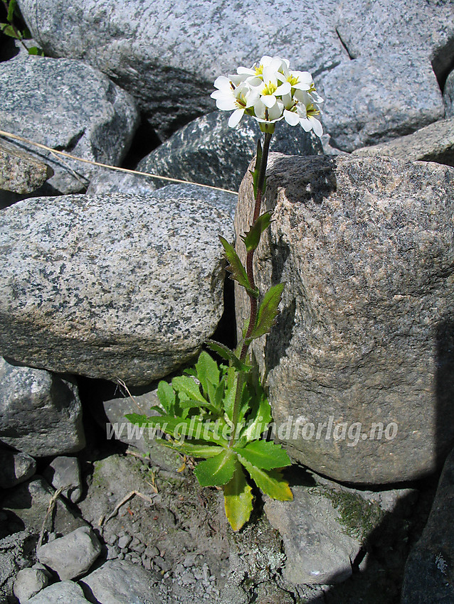 Fjellskrinneblom Arabis alpina.