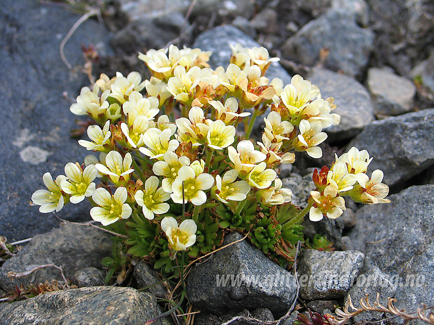 Tuesildre Saxifraga cespitosa