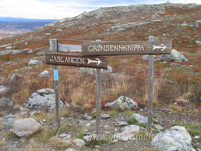 Stidele på vei mot Grønsennknippa fra nord