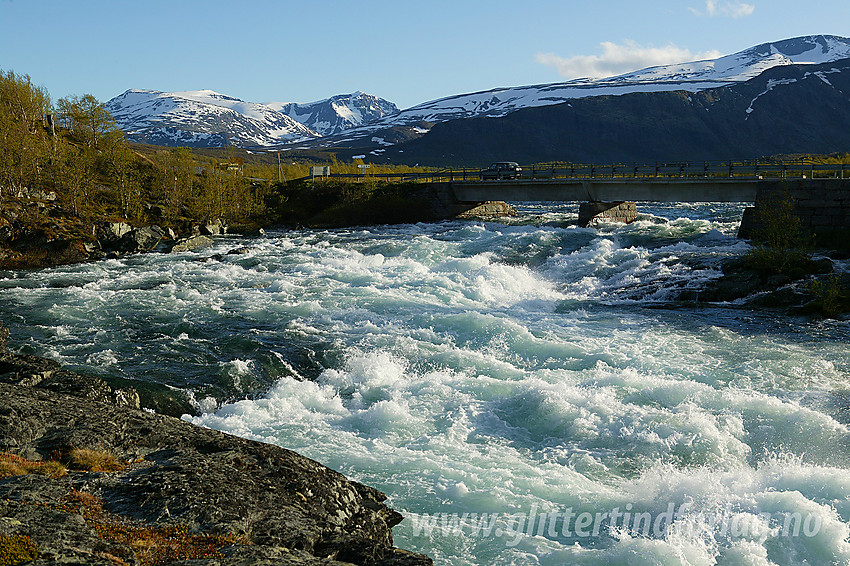 En flomstor Sjoa tordner forbi ved Maurvangen. I bakgrunnen broa med hovedveien og lenger bak Rasletinden, Munken og Høgdebrotet.