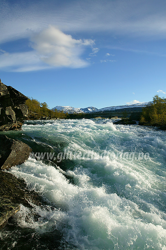 En flomstor Sjoa tordner forbi ved Maurvangen. I bakgrunnen broa med hovedveien og lenger bak Rasletinden og Munken.