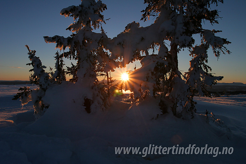 På toppen av Skarådsen med flotte vintergraner i solnedgang.