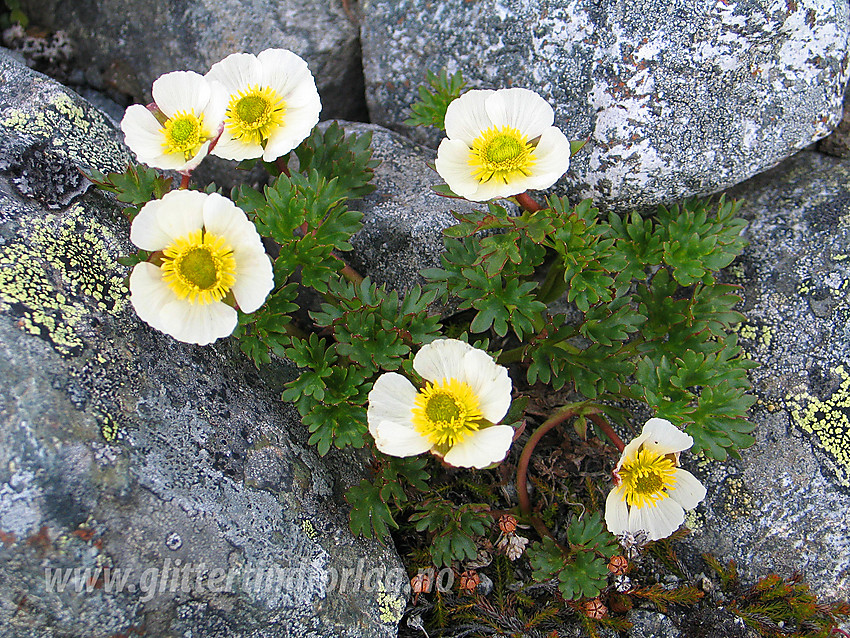 Issoleie Ranunculus glacialis.