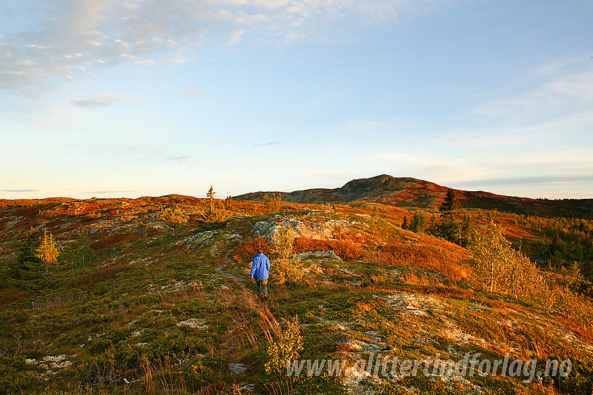 En høstkveld nordvest for Binnhovdknatten (1165 moh).