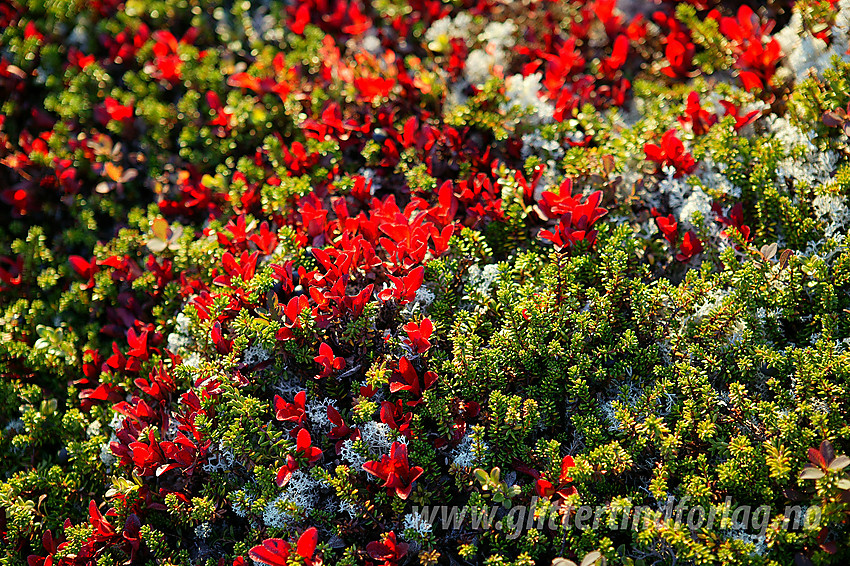 Lyng, kreklin og høstrøde rypebær (Arctostaphylos alpinus).