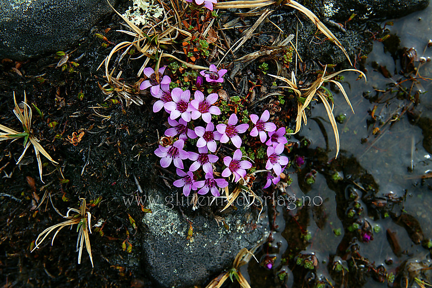 Rødsildre (Saxifraga oppositifolia) i "Steindalen".