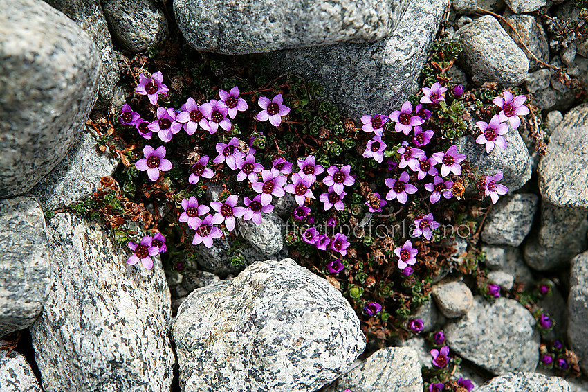 Rødsildre (Saxifrage oppositifolia).