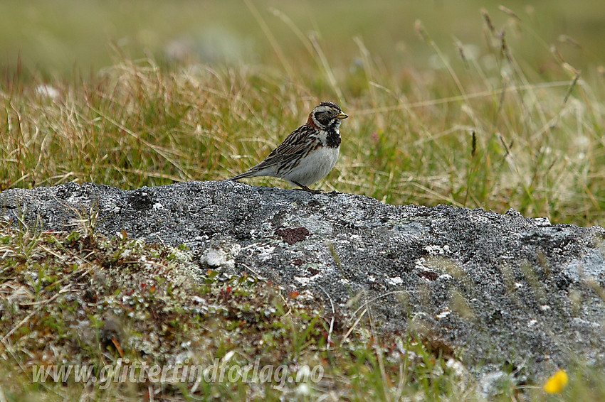 Lappspurv (Calcarius lapponicus) i Breiløypa på vei fra Valdresflya til Torfinnsbu.