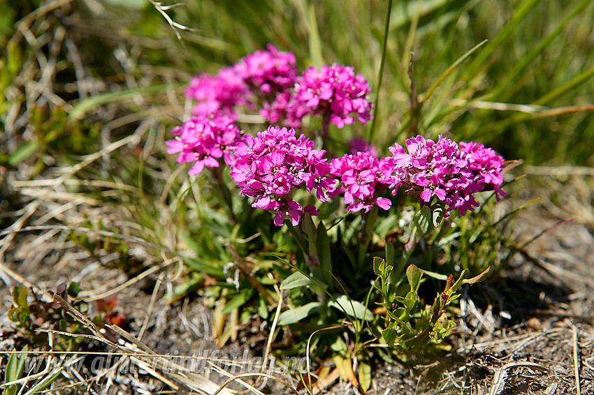 Fjelltjæreblom (Lychnis alpina) langs stien mellom Valdresflye og Torfinnsbu.