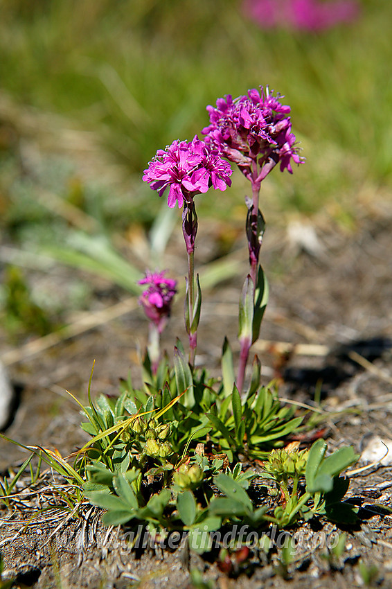 Fjelltjæreblom (Lychnis alpina) langs stien mellom Valdresflye og Torfinnsbu.