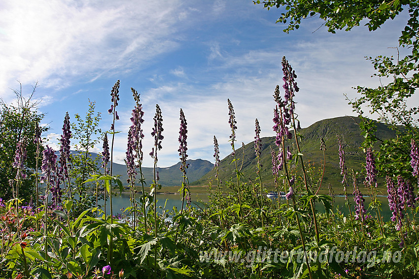 Tyrihjelm (Aconitum septentrionale) ved Gjende, ikke langt fra Gjendesheim. Gjende III ses i bakgrunnen.