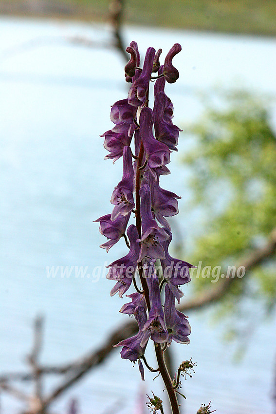 Tyrihjelm (Aconitum septentrionale) ved Gjende.