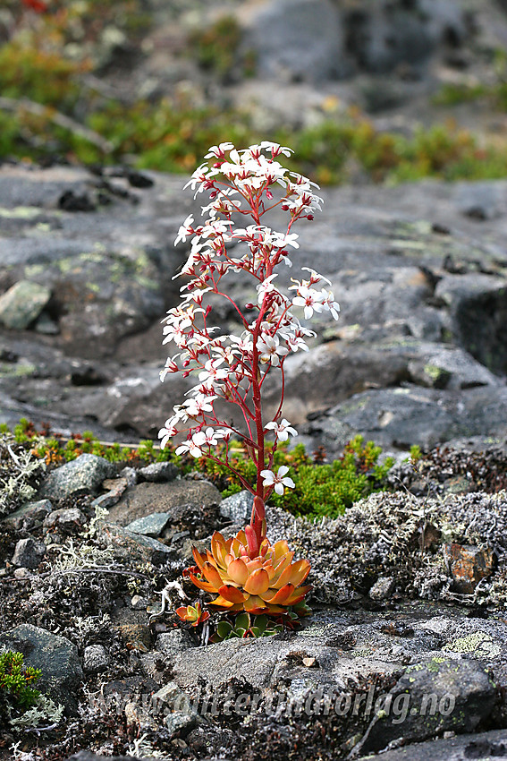 Bergfrue eller fjelldronning (Saxifraga cotyledon) ved Gjende.