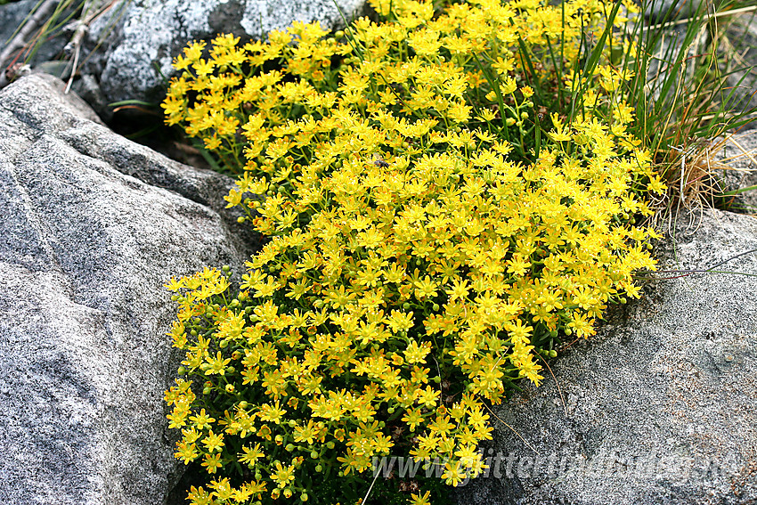 Tett tue med Gulsildre (Saxifraga aizoides) ved Gjende.