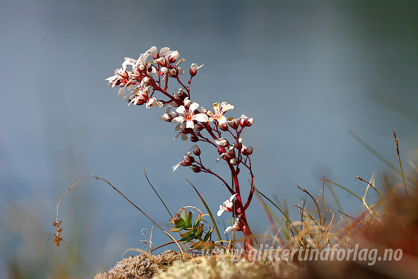 Bergfrue eller fjelldronning (Saxifraga cotyledon) ved Gjende.