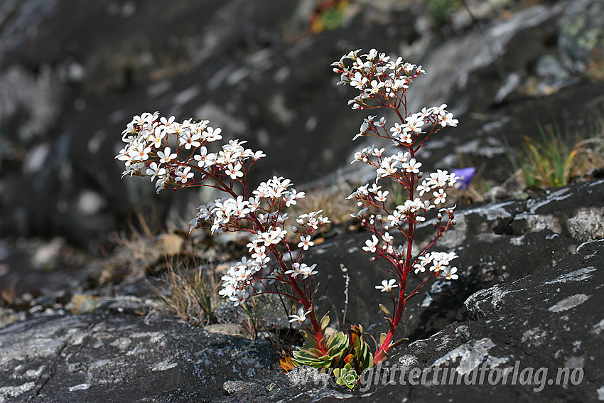 Bergfrue eller fjelldronning (Saxifraga cotyledon) ved Gjende.