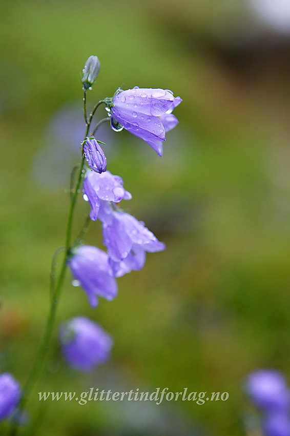 Blåklokke (Campanula rotundifolia) ved stien langs Gjende.