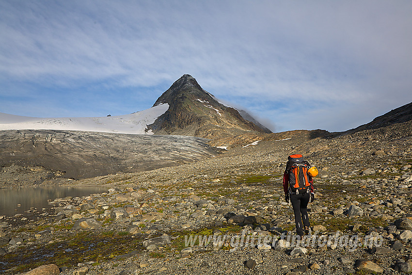 På vei mot sørøstryggen på Mjølkedalspiggane. Mjølkedalsbreen ses til venstre.