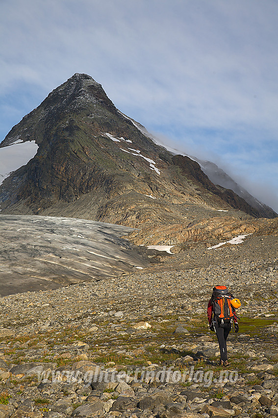 På vei mot sørøstryggen på Mjølkedalspiggane. Mjølkedalsbreen ses til venstre.