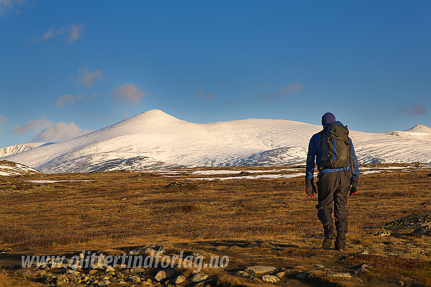 På vei fra Bessheim mot Bessvatnet med Nautgardstinden (2258 moh) i bakgrunnen en høstmorgen. Turen går til Besshøe.