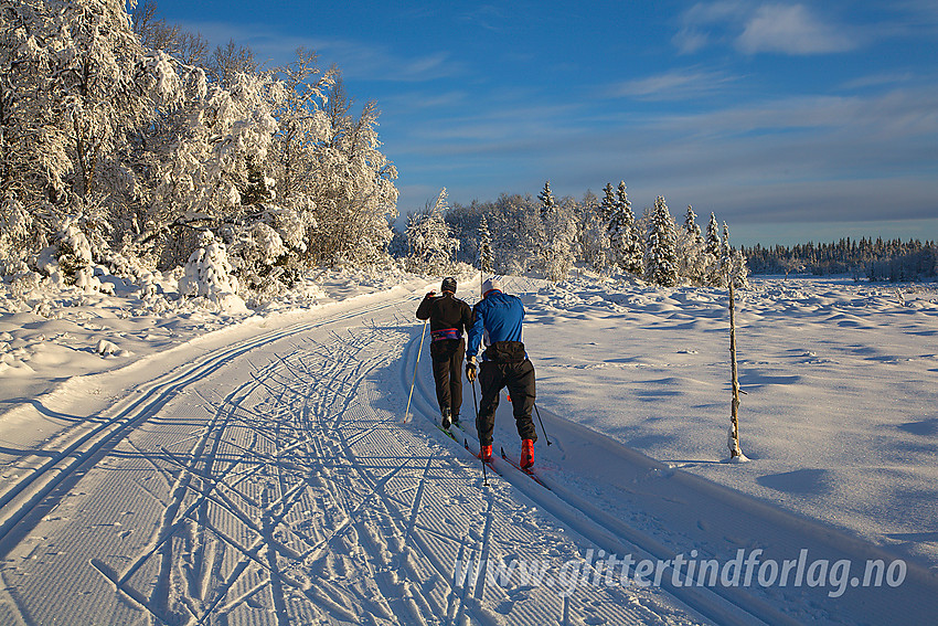 Skiløpere i Skardåsenløypa.