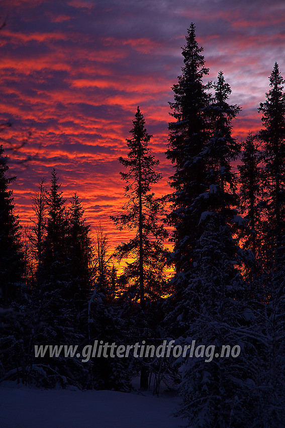 På tur i den såkalte "Skardåsenløypa", et stykke ovenfor Skrautvål skisenter en tidlig vintermorgen idet den oppadgående sol får skyene til å gløde.