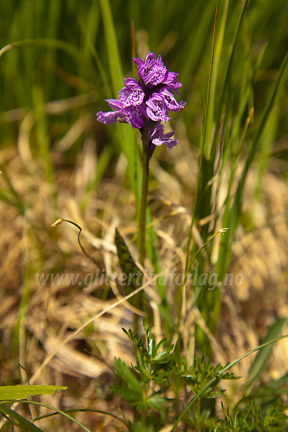 Flekkmarihånd Dactylorhiza maculata på Knausehøgdene ved Beitostølen.