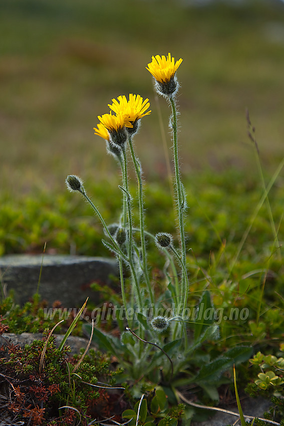 Fjellsveve Hieracium alpinum på Knausehøgdene ved Beitostølen.